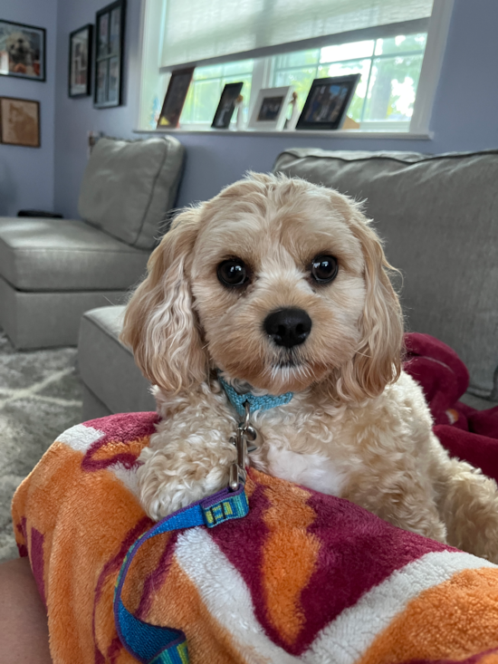 Cavachon