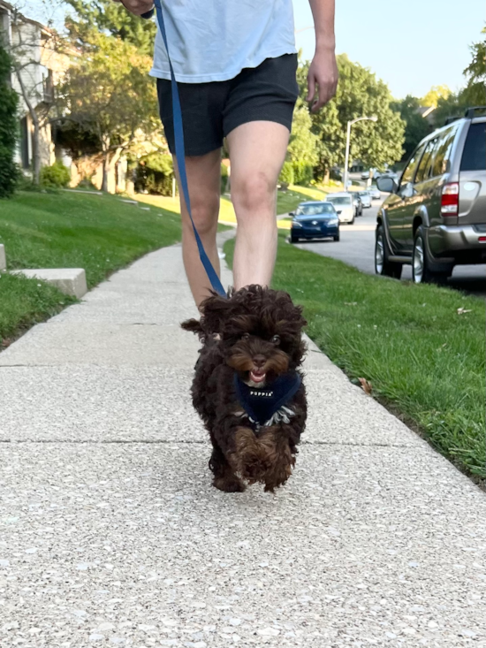 Cockapoo
