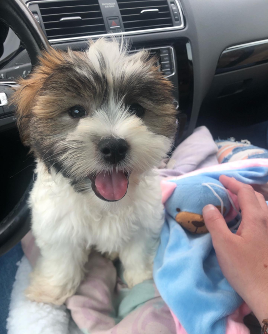 Teddy Bear Being Cute