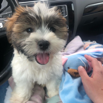 Charlie Bucket, a Teddy Bear puppy from Indianapolis  IN