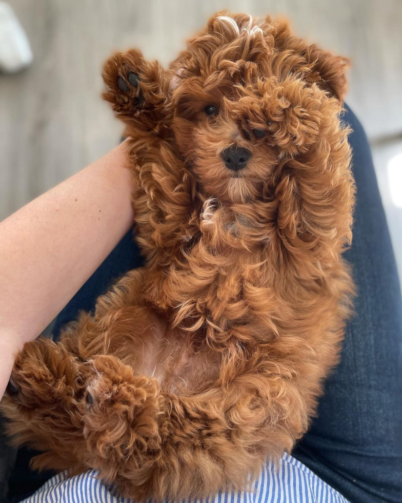 Sweet Cavapoo Pup in Chicago IL