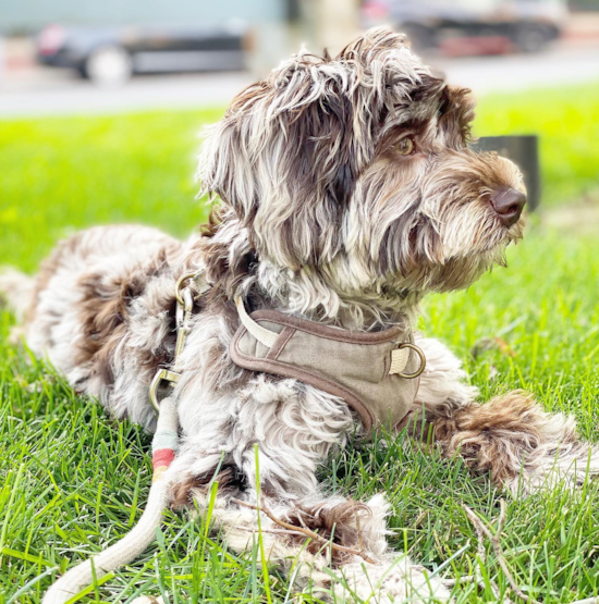 Happy Mini Labradoodle Pup in Stamford CT