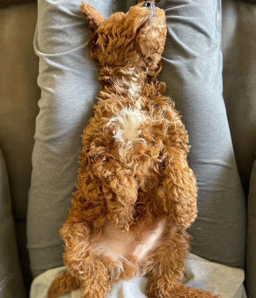 Abingdon Mini Goldendoodle Pup