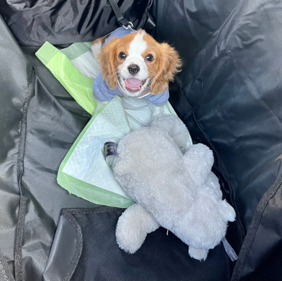 Playful Cavalier King Charles Spaniel Pup