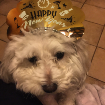 Charlie , a Maltipoo puppy from MD Charlie , a Maltipoo puppy from MD