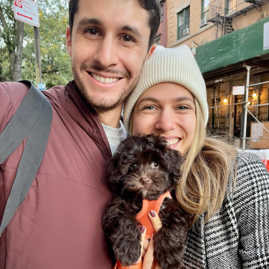 Happy Havapoo Pup in New York NY