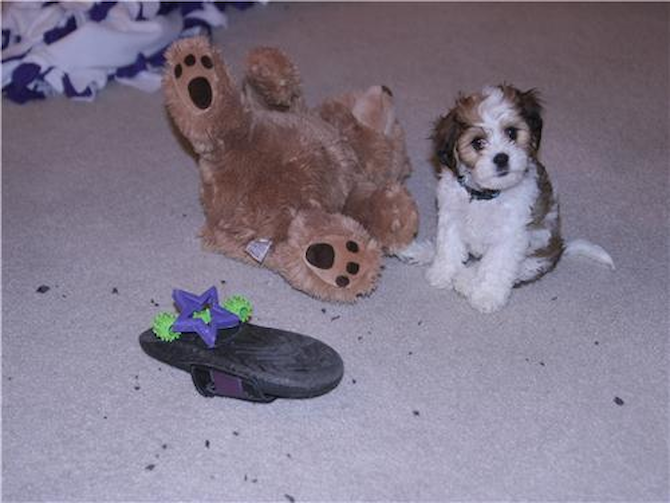 Kona - Cavachon Puppy For Sale Premier Pups Kona - Cavachon Puppy For Sale Premier Pups
