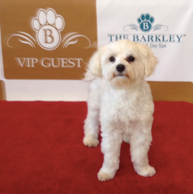 Cosmo - Maltese Puppy For Sale Premier Pups Cosmo - Maltese Puppy For Sale Premier Pups