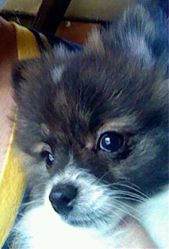 Precious Rose Reed - Pomeranian Puppy For Sale Premier Pups Precious Rose Reed - Pomeranian Puppy For Sale Premier Pups