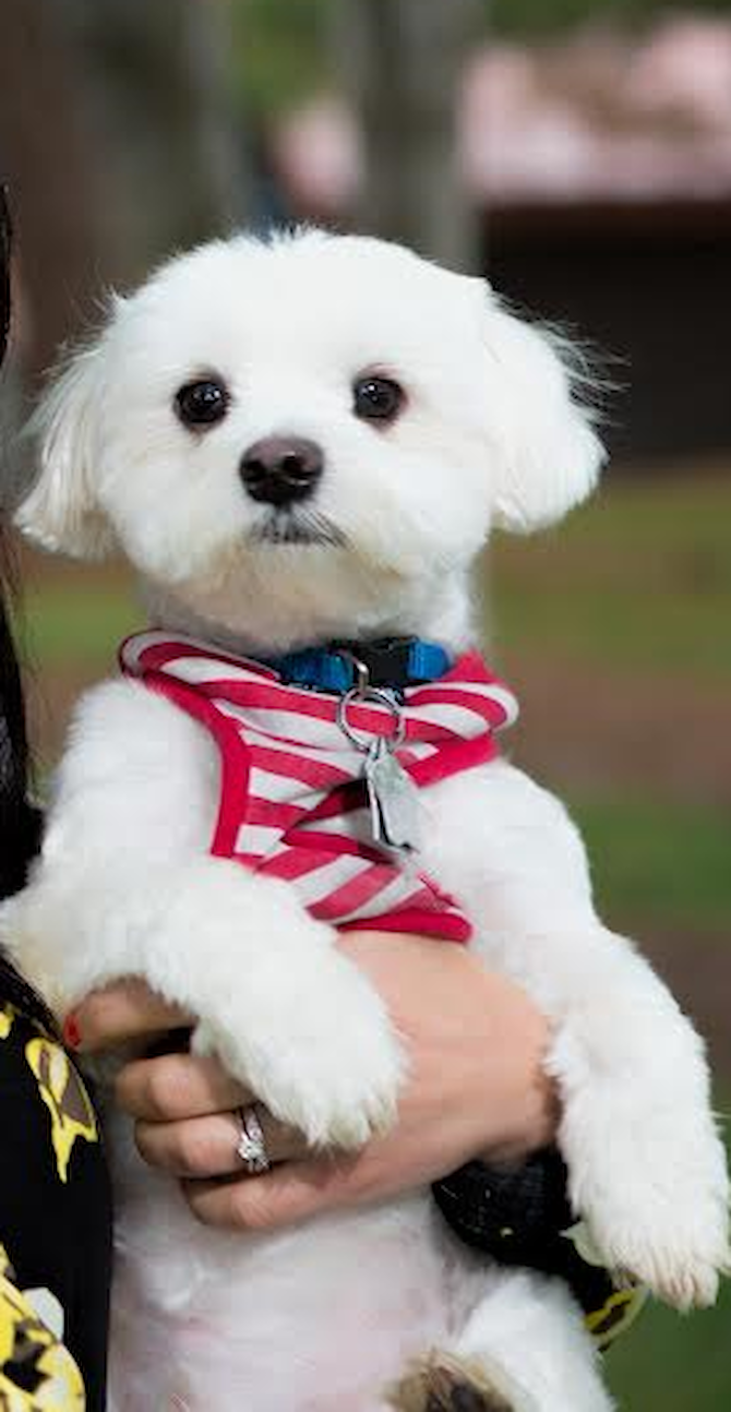 MAX - Maltese Puppy For Sale Premier Pups MAX - Maltese Puppy For Sale Premier Pups