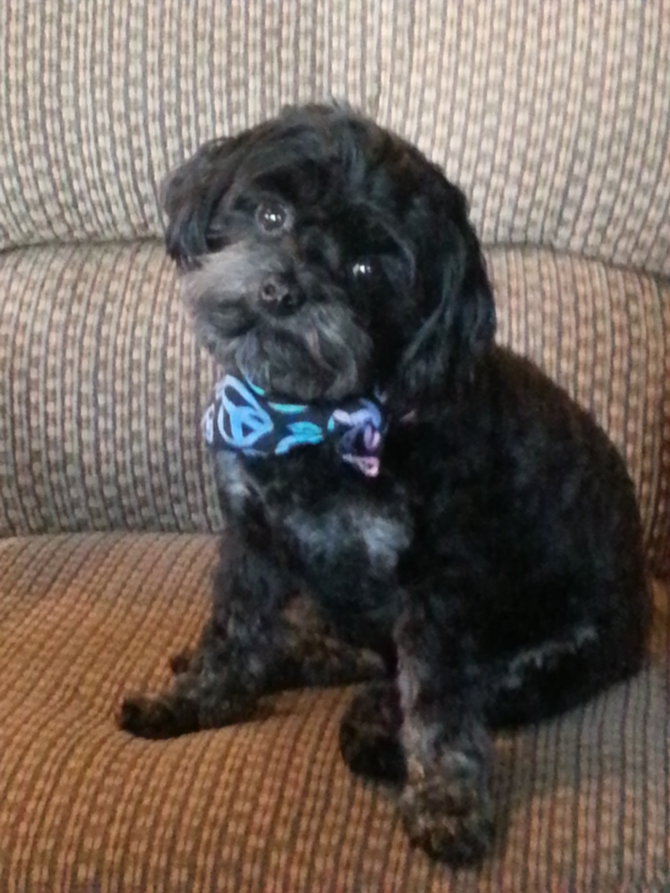 Pebbes. is now 2 ! - Yorkie Poo Puppy For Sale Premier Pups Pebbes. is now 2 ! - Yorkie Poo Puppy For Sale Premier Pups