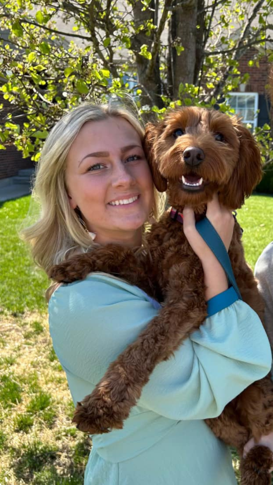 Friendly Mini Goldendoodle Pup