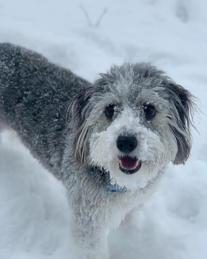 Friendly Mini Aussiedoodle Pup in Loveland OH