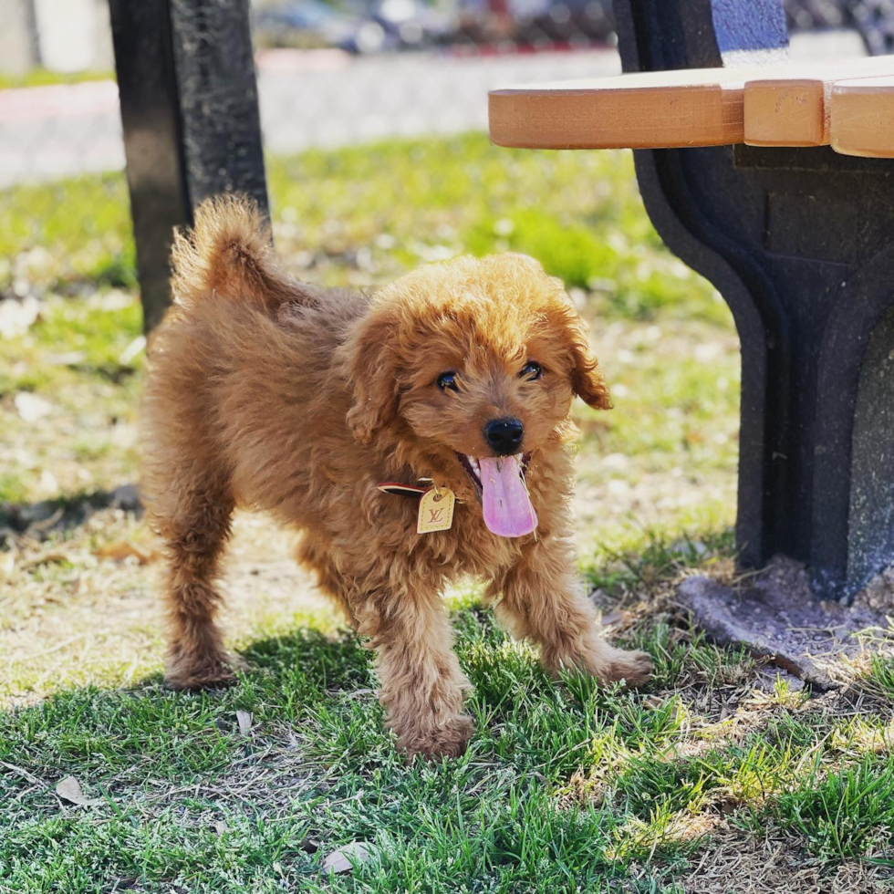 Happy Mini Goldendoodle Pup in Austin TX