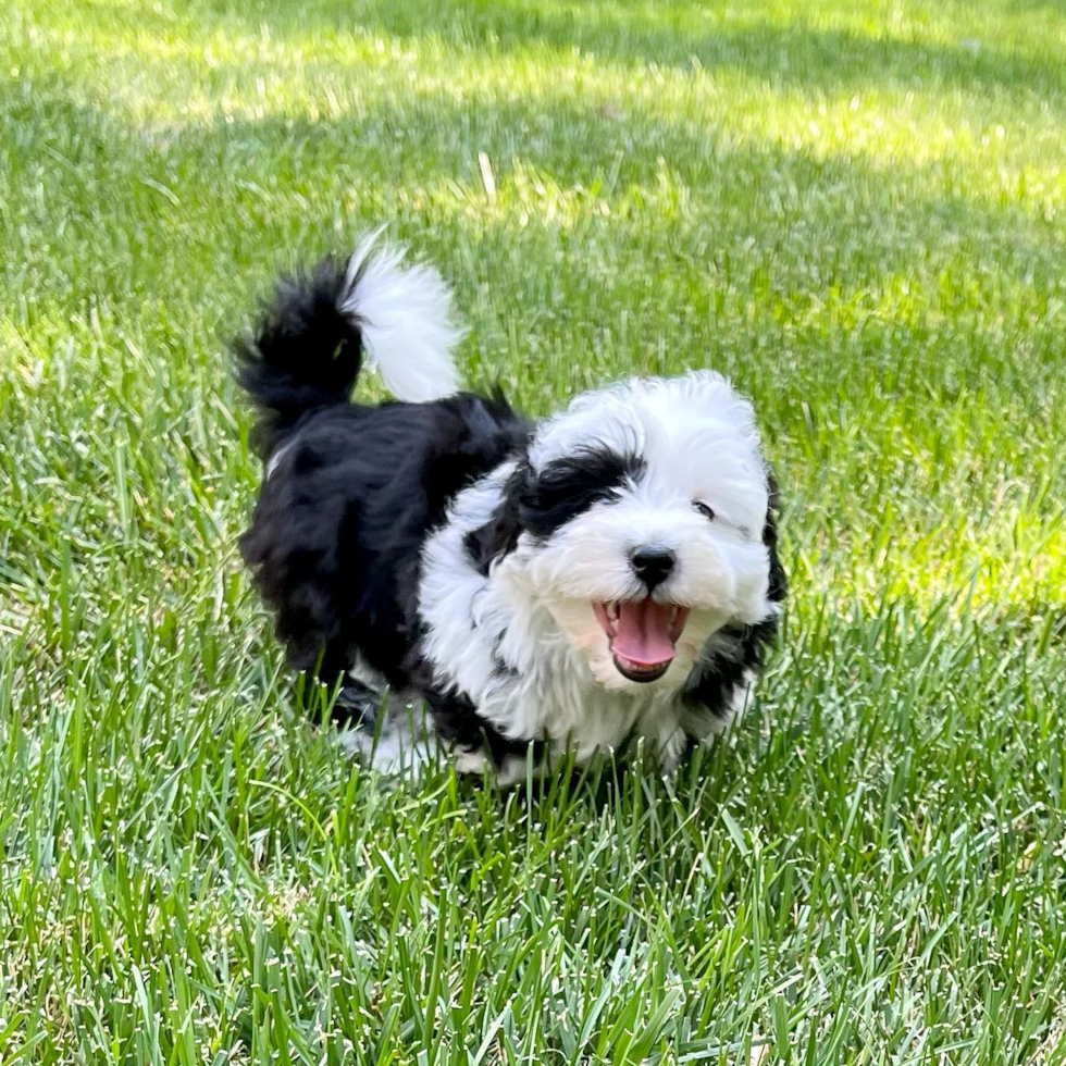 Princeton Mini Sheepadoodle Pup
