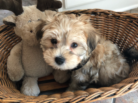 Sweet Morkie Pup in Commerce Township MI