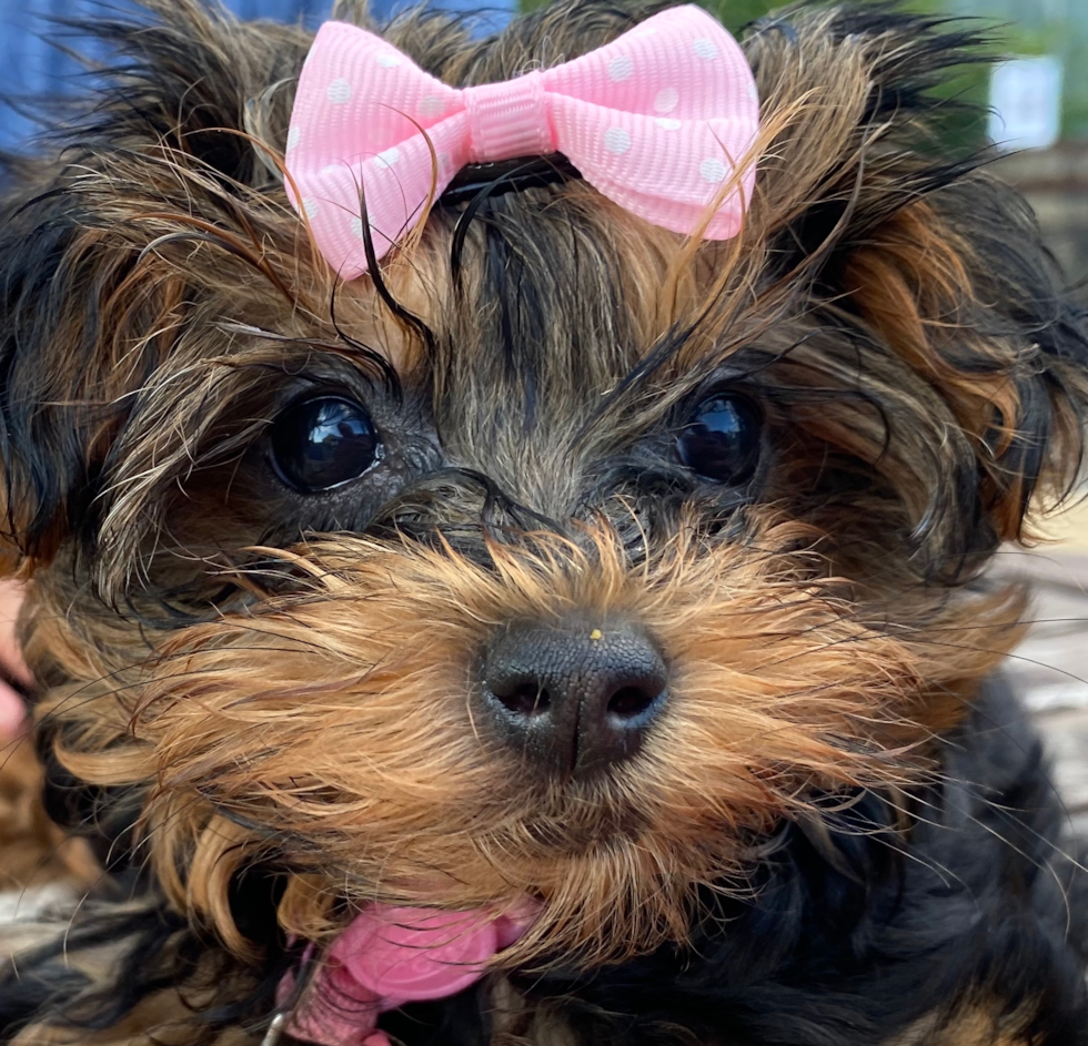 Small Yorkie Poo Pup in Wilmington Ma