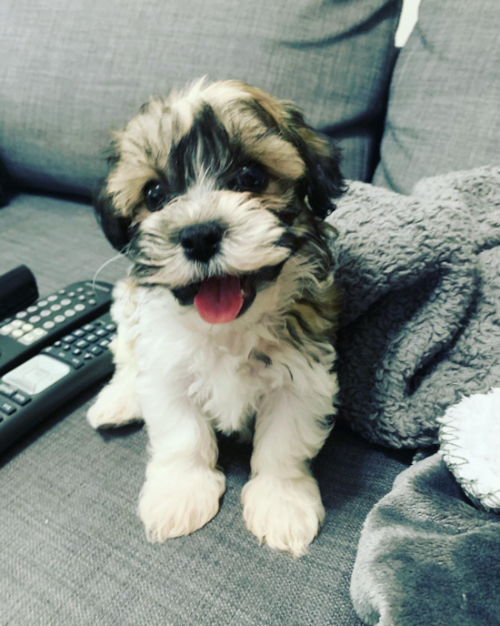 Teddy Bear