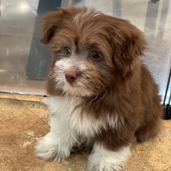 Meelou, a Havanese puppy from Trabuco Canyon , Ca Meelou, a Havanese puppy from Trabuco Canyon , Ca