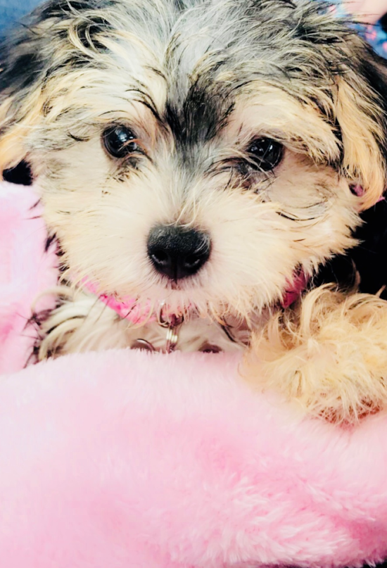 Grottoes Morkie Pup