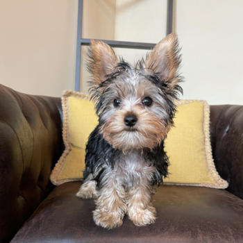 RONALDO, a Yorkshire Terrier puppy from Coventry RI