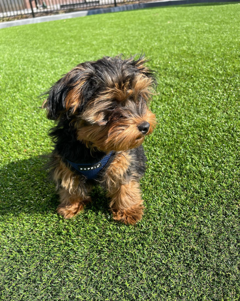 Small Yorkie Poo Pup in Jersey City NJ