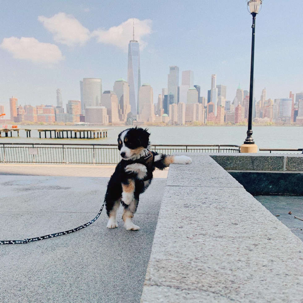 Happy Mini Bernedoodle Pup in Jersey City NJ
