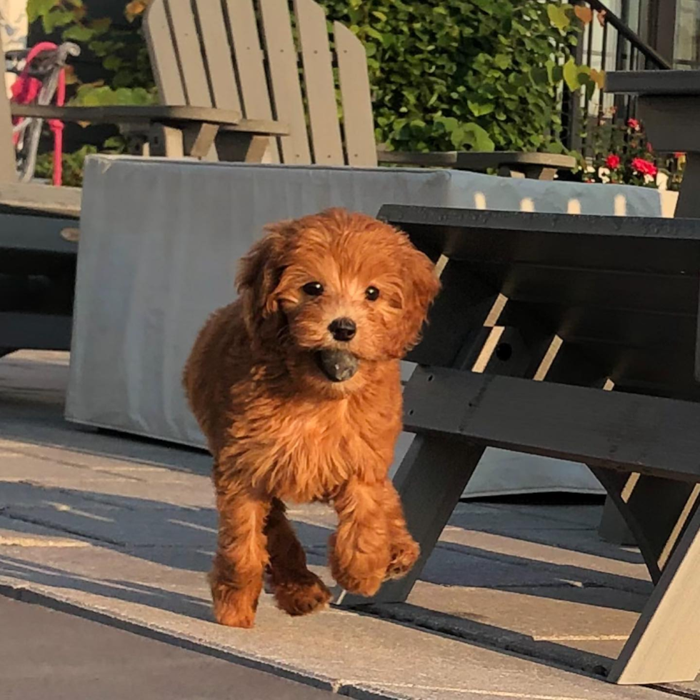 Sweet Mini Goldendoodle Pup in Babylon NY