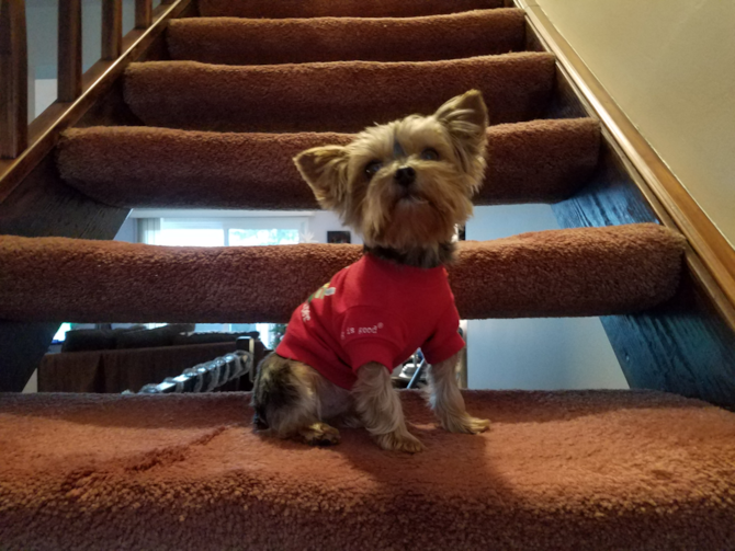Vicki..(Victoria) - Yorkshire Terrier Puppy For Sale Premier Pups Vicki..(Victoria) - Yorkshire Terrier Puppy For Sale Premier Pups