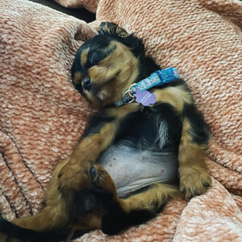 Willow (formerly Tilly), a Cavalier King Charles Spaniel puppy from South Carolina Willow (formerly Tilly), a Cavalier King Charles Spaniel puppy from South Carolina