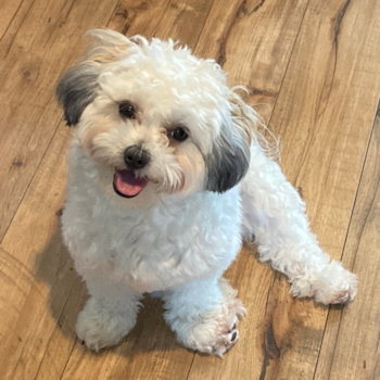 Happy Shih Poo Pup in