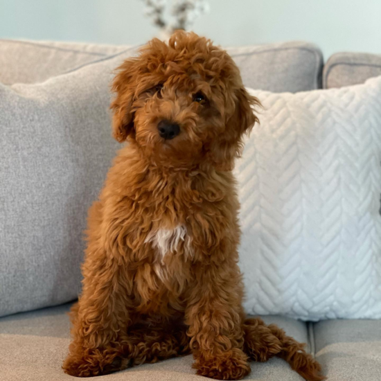 Friendly Mini Goldendoodle Pup in Davidson NC