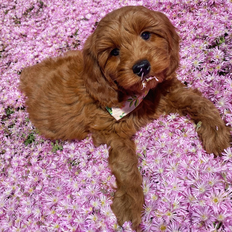 Mill Valley Mini Goldendoodle Pup