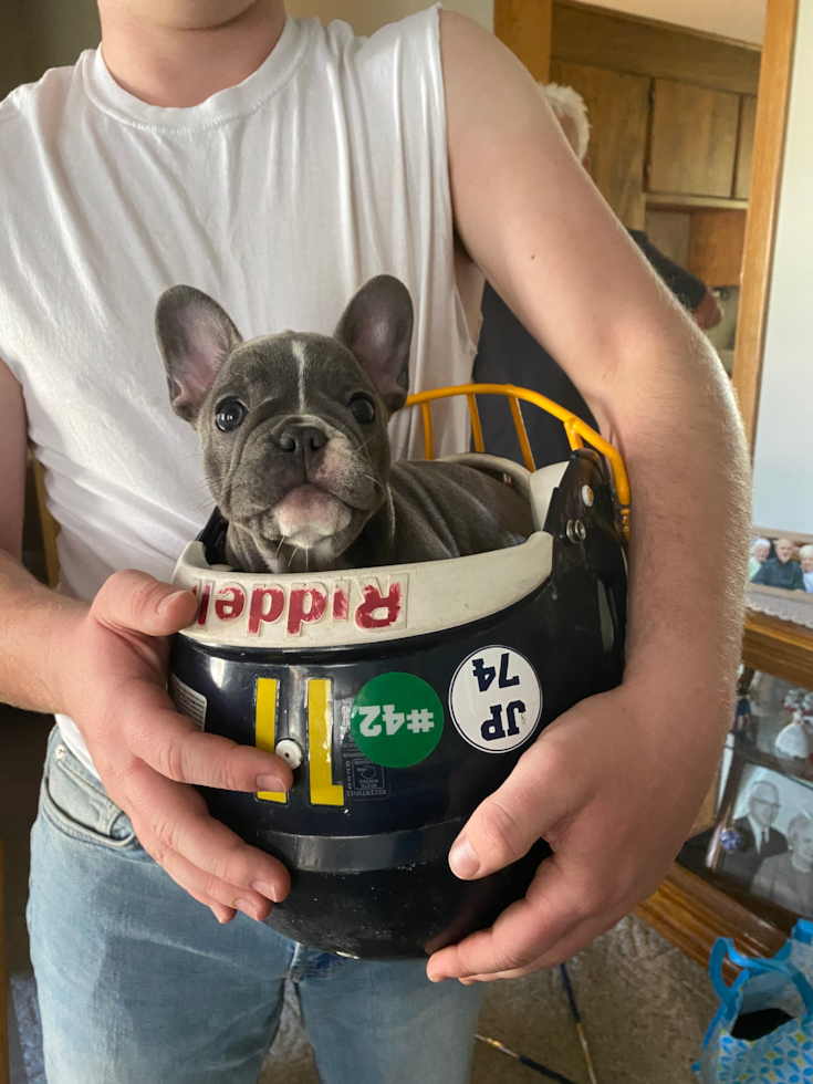 Cute French Bulldog Pup in Youngstown OH