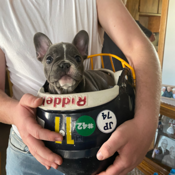 Hazel (formerly Tessa), a French Bulldog puppy from Austintown, Ohio Hazel (formerly Tessa), a French Bulldog puppy from Austintown, Ohio