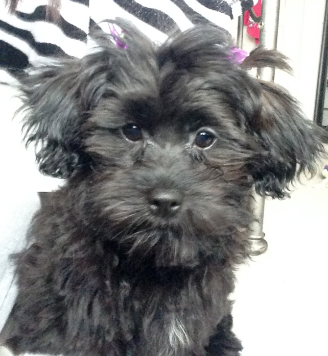 Lily - Morkie Puppy For Sale Premier Pups Lily - Morkie Puppy For Sale Premier Pups