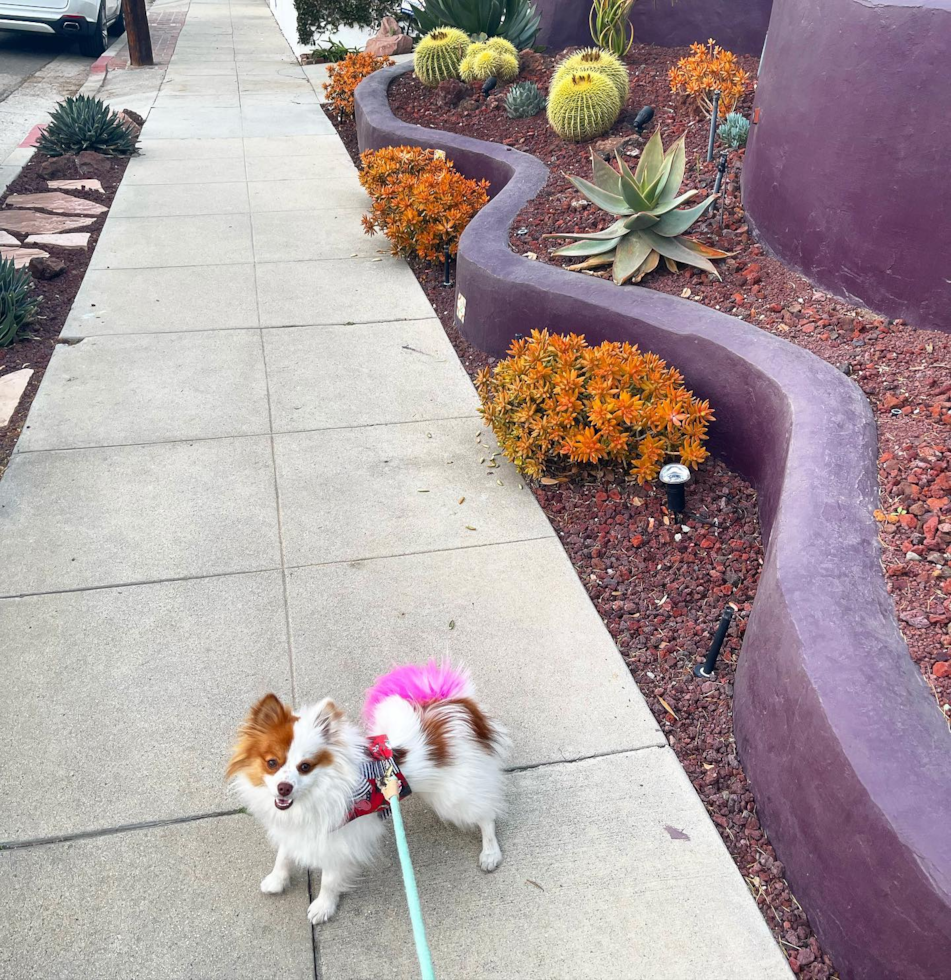 Smart Pomeranian Pup in Los Angeles CA