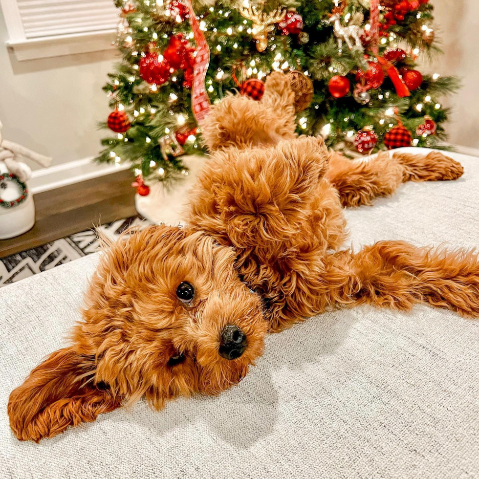 Smart Cavapoo Poodle Mix Pup