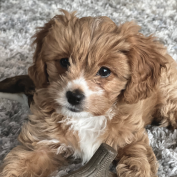 JESSICA, a Cavapoo puppy from Fleming Island  FL