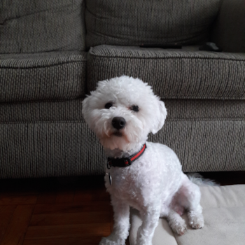 Formerly Rodrigo, Currently Myles, a Havanese puppy from Forest Hills, NY Formerly Rodrigo, Currently Myles, a Havanese puppy from Forest Hills, NY