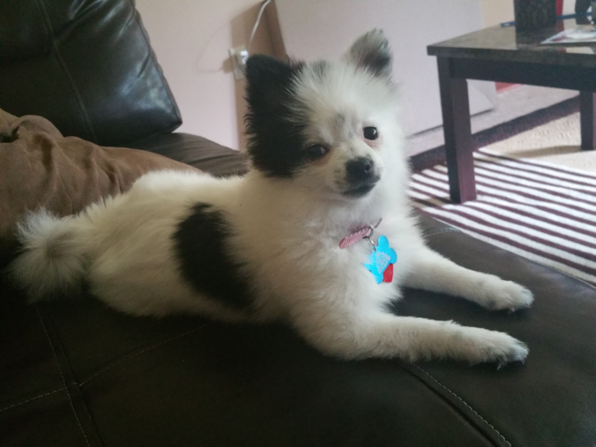 CHINA - Pomeranian Puppy For Sale Premier Pups CHINA - Pomeranian Puppy For Sale Premier Pups