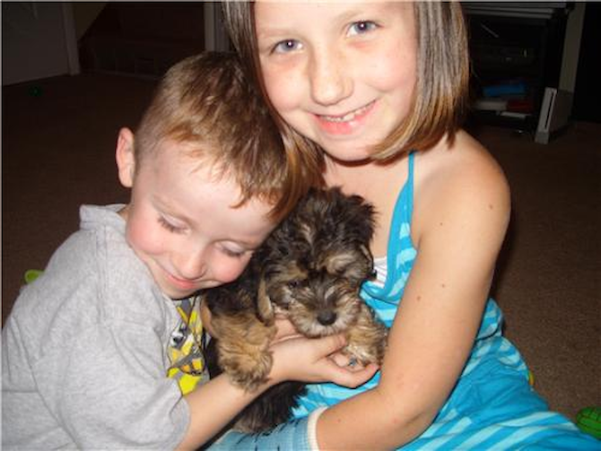 Duke - Morkie Puppy For Sale Premier Pups Duke - Morkie Puppy For Sale Premier Pups