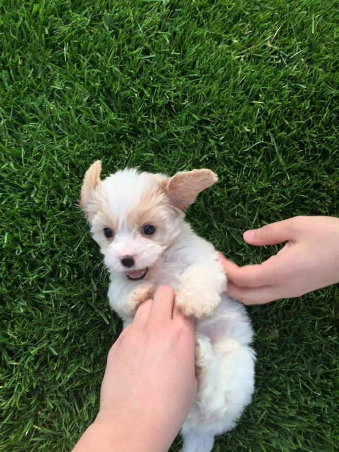 Zoey aka Liz - Cavachon Puppy For Sale Premier Pups Zoey aka Liz - Cavachon Puppy For Sale Premier Pups