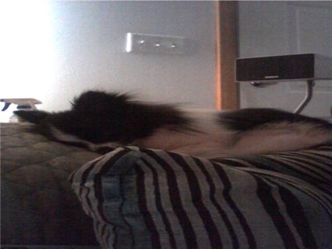 Pixie - Pomeranian Puppy For Sale Premier Pups Pixie - Pomeranian Puppy For Sale Premier Pups