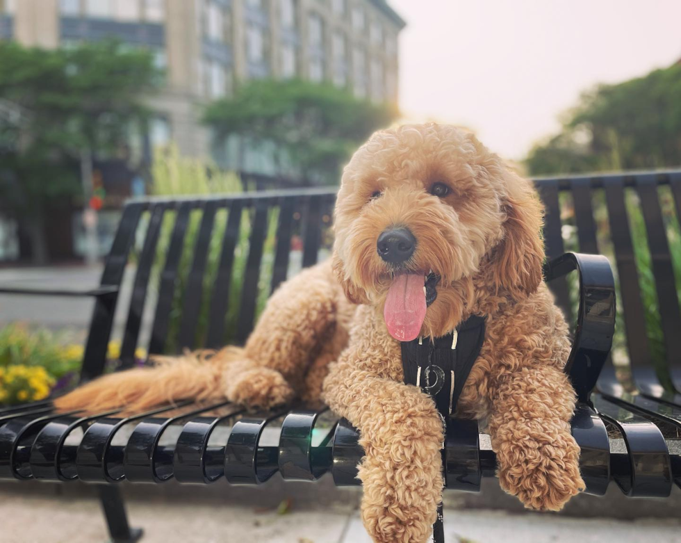 Energetic Golden Retriever Poodle Mix Pup