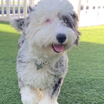 Monopoly, a Mini Sheepadoodle puppy from Huntington Beach, CA