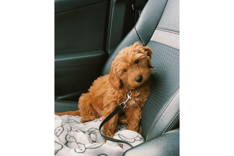 Meet Tatum - our Mini Goldendoodle Puppy Photo 1/3 - Premier Pups