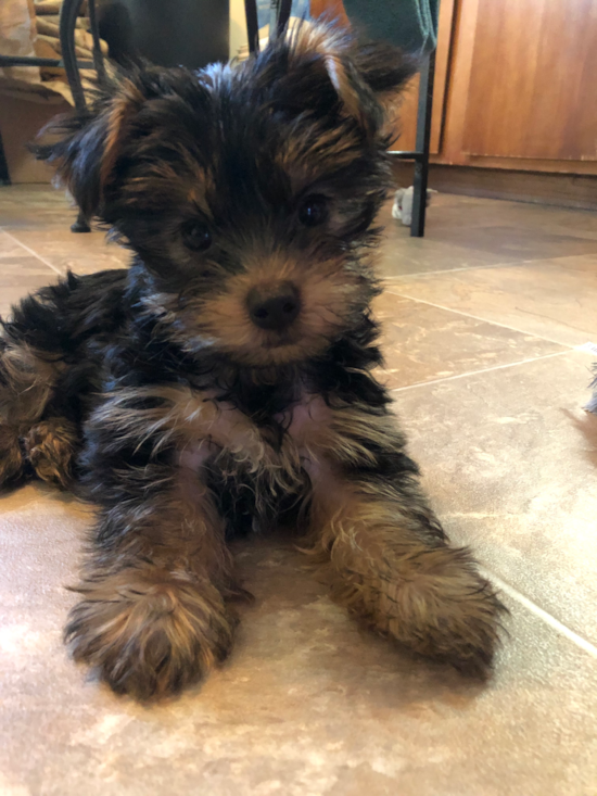 Yorkshire Terrier Being Cute