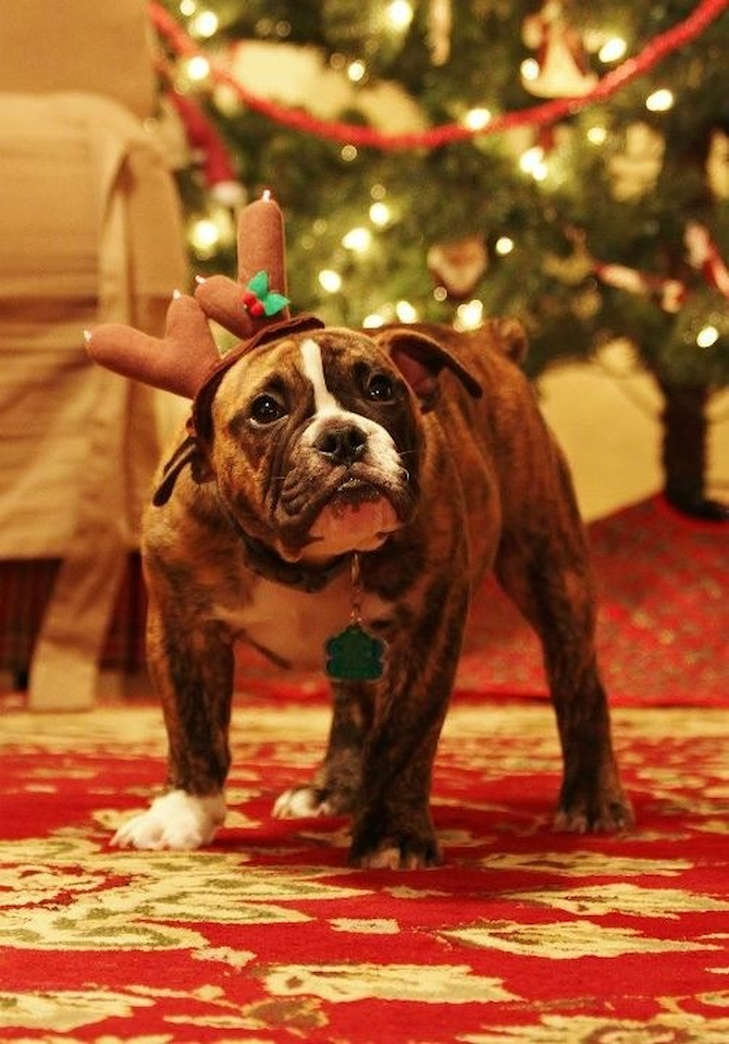 Bruce - English Bulldog Puppy For Sale Premier Pups Bruce - English Bulldog Puppy For Sale Premier Pups