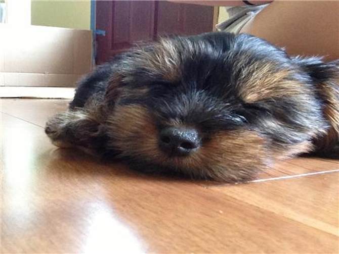 Zoro - Yorkshire Terrier Puppy For Sale Premier Pups Zoro - Yorkshire Terrier Puppy For Sale Premier Pups